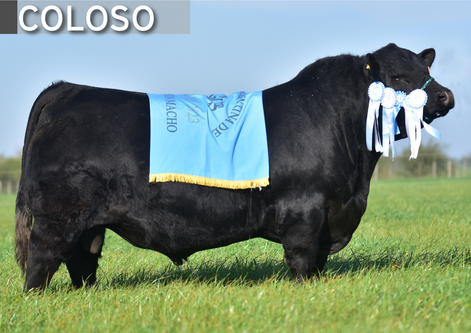 ANGUS NEGRO