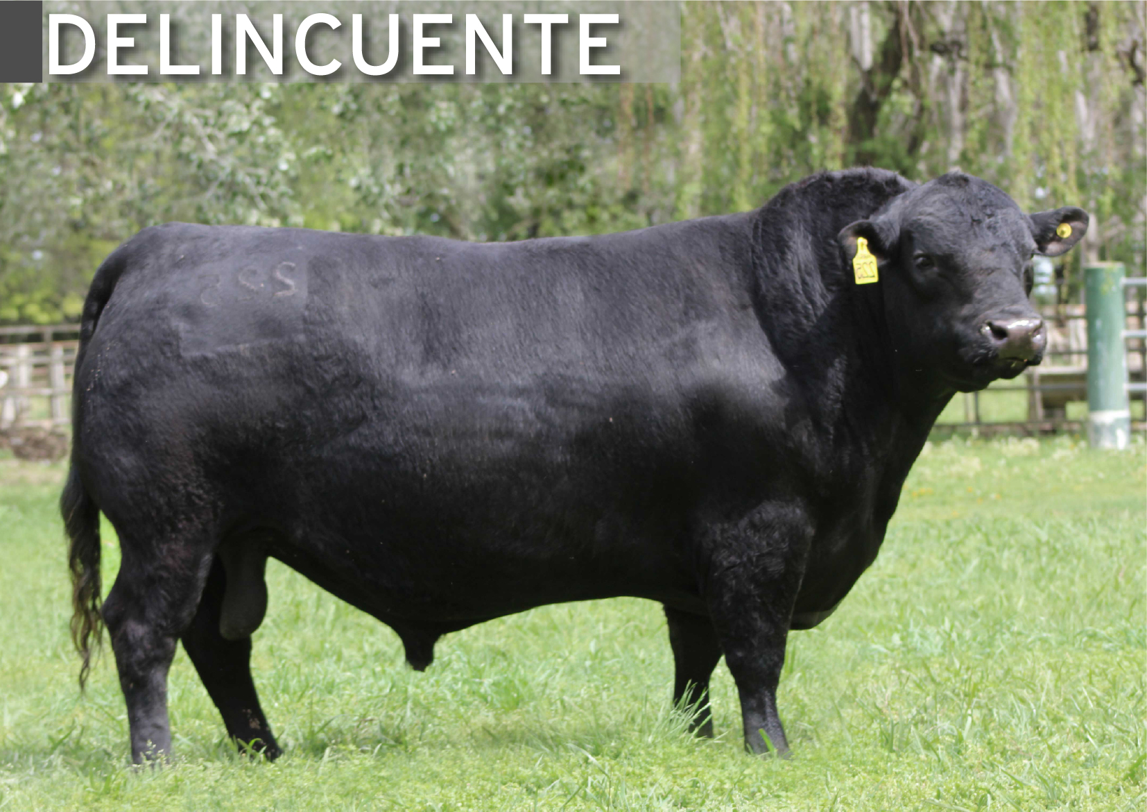 Producto
