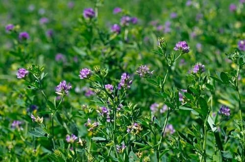 ALFALFA TRAFUL