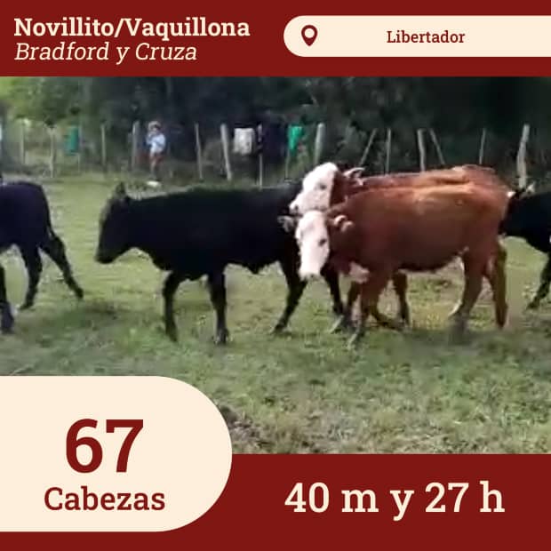 Novillitos/Vaquillonas