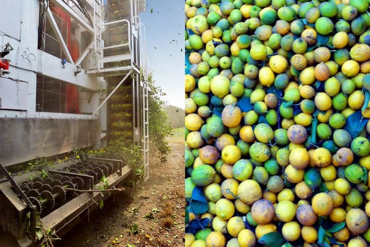COLOSSUS CITRUS
