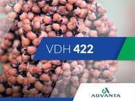 Sorgo VDH 422