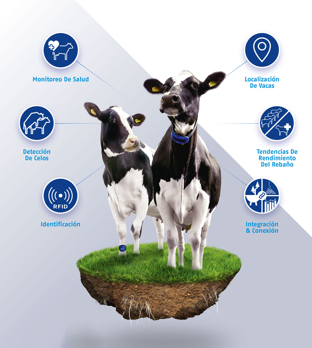 Alta Cow Watch
