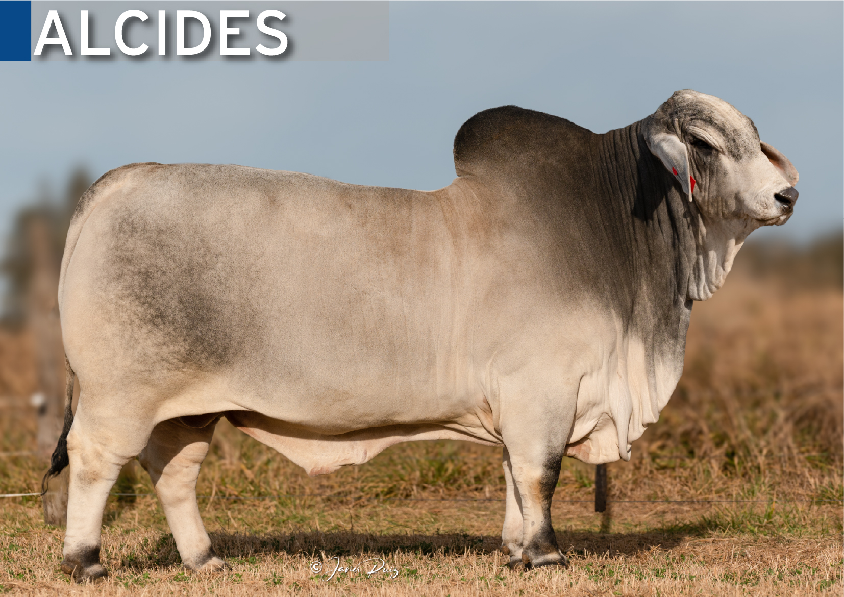 BRAHMAN