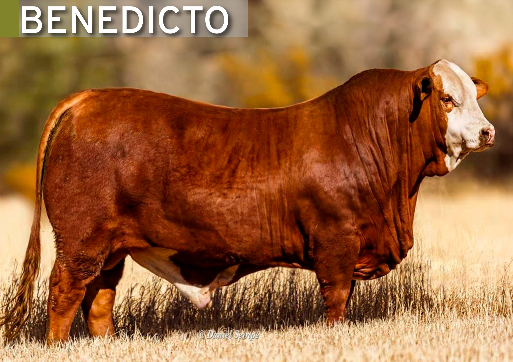 Producto